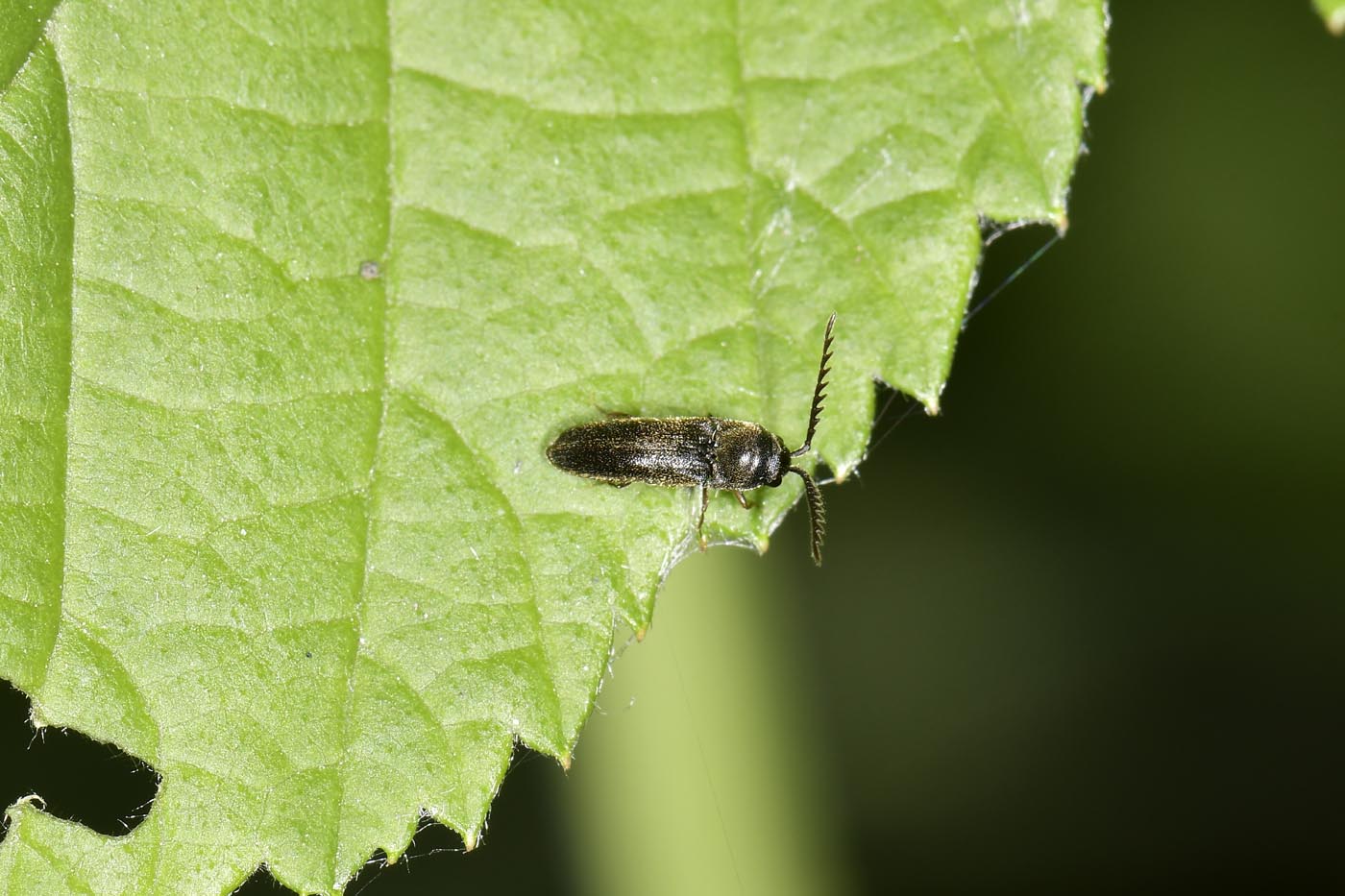 Eucnemidae: Microrhagus cf. pygmaeus